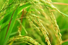 糧食重金屬檢測儀多少錢一臺？